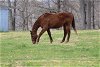 adoptable Horse in fredericksburg, VA named Sioux Brave