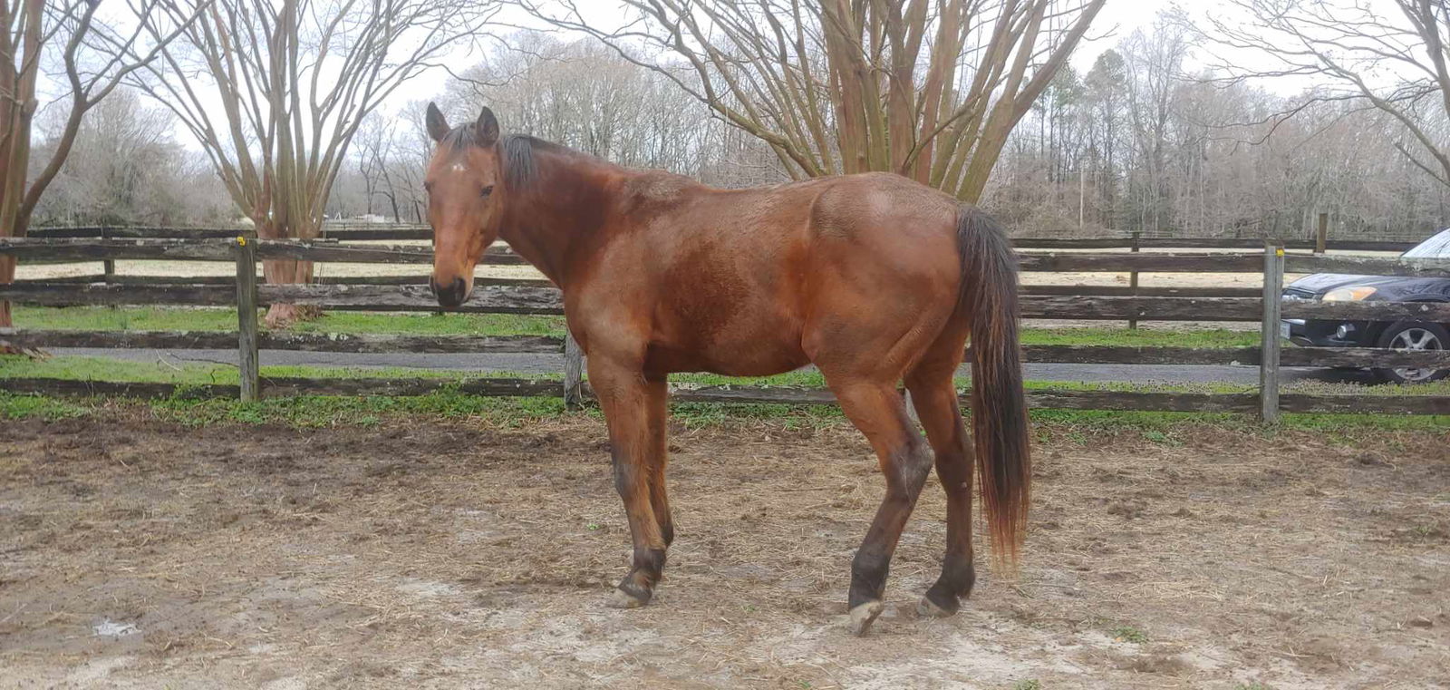 adoptable Horse in Fredericksburg, VA named Levi - 