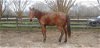 adoptable Horse in fredericksburg, VA named Levi - "Mr Leader"