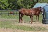 adoptable Horse in fredericksburg, VA named High Glory