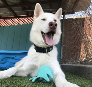 adoptable Dog in Dana Point, CA named Horchata