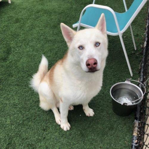 HORCHATA - Siberian Husky / Husky available for adoption
