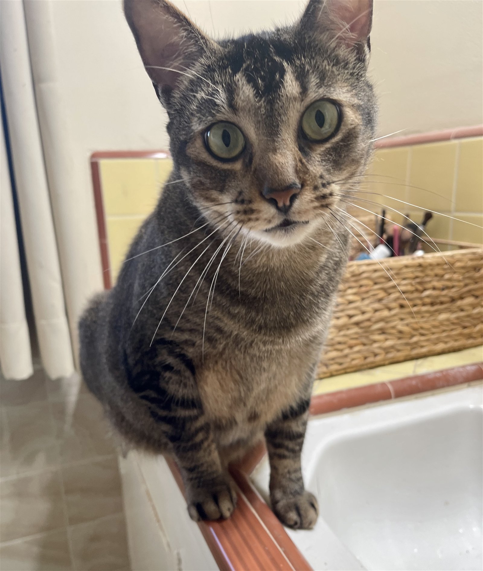 adoptable Cat in Dana Point, CA named Fred