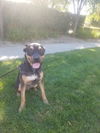 adoptable Dog in Dana Point, CA named Tyson