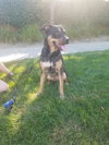 Tyson - Photo 2