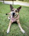 Maple - Photo 4