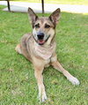 Maple - Photo 3