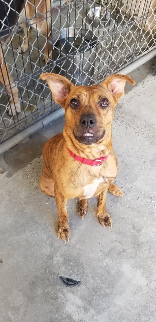 AVIA - Boxer / American Staffordshire Terrier available for adoption