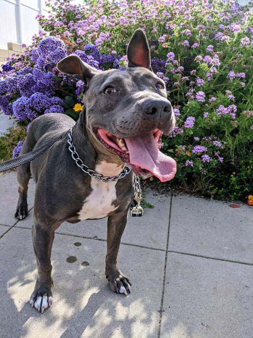 KEISY - American Bulldog / American Staffordshire Terrier available for adoption