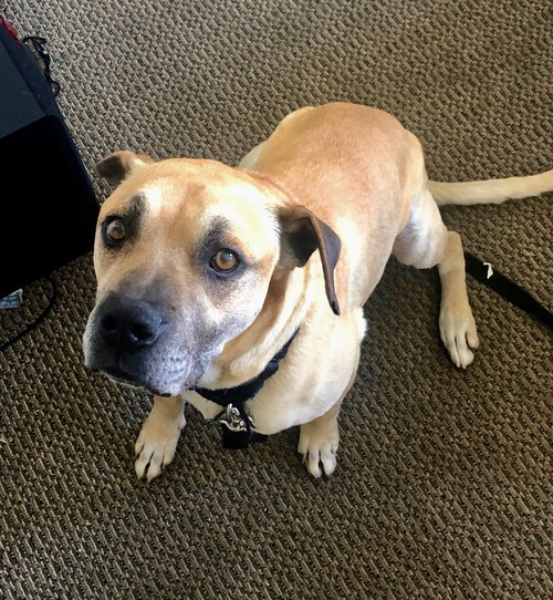 KOBE BOY - Black Mouth Cur / Boxer available for adoption