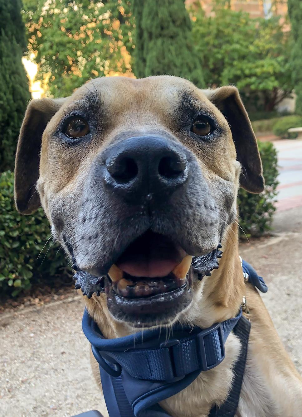 adoptable Dog in Dana Point, CA named Kobe Boy