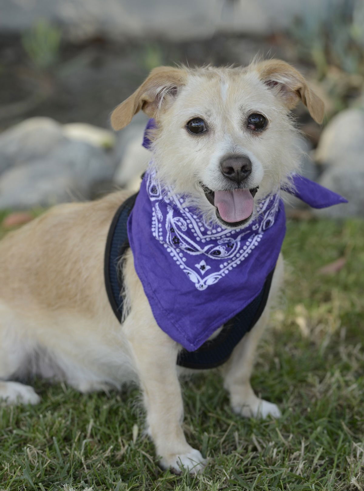 adoptable Dog in Dana Point, CA named Appa