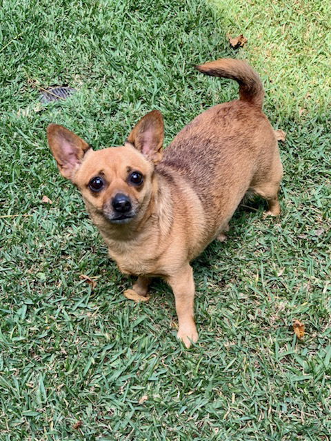 adoptable Dog in Dana Point, CA named Penny