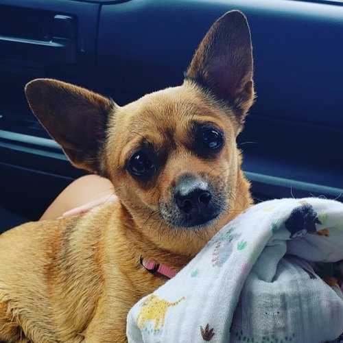 PENNY - Chihuahua available for adoption