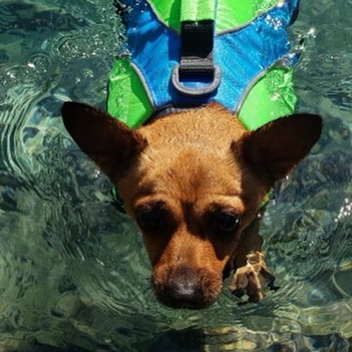 Penny, photo 6