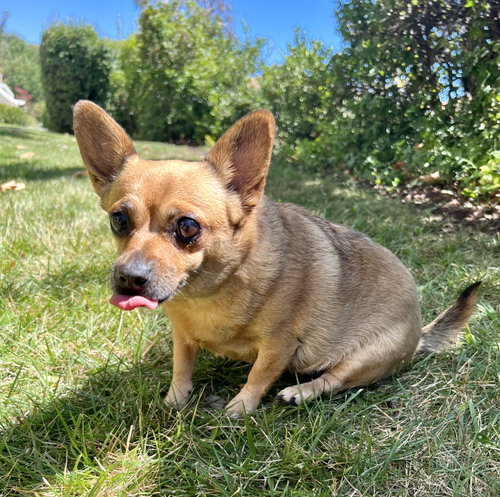 Penny, photo 4