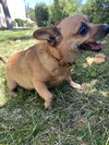 Penny - Photo 8