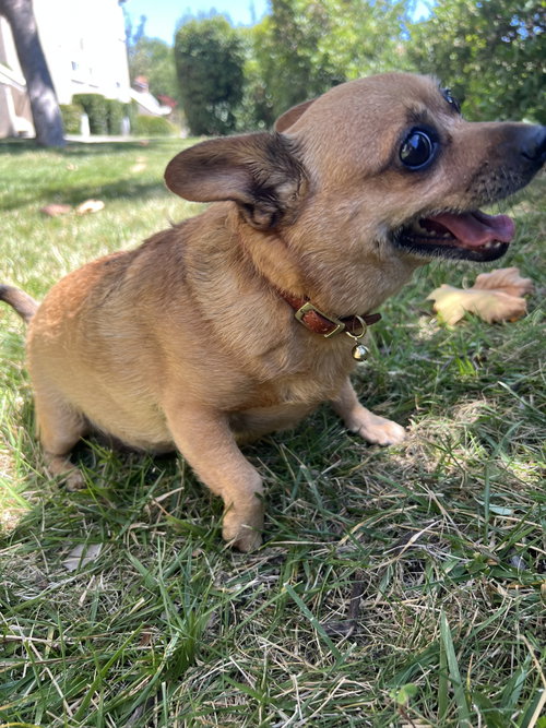 Penny, photo 8