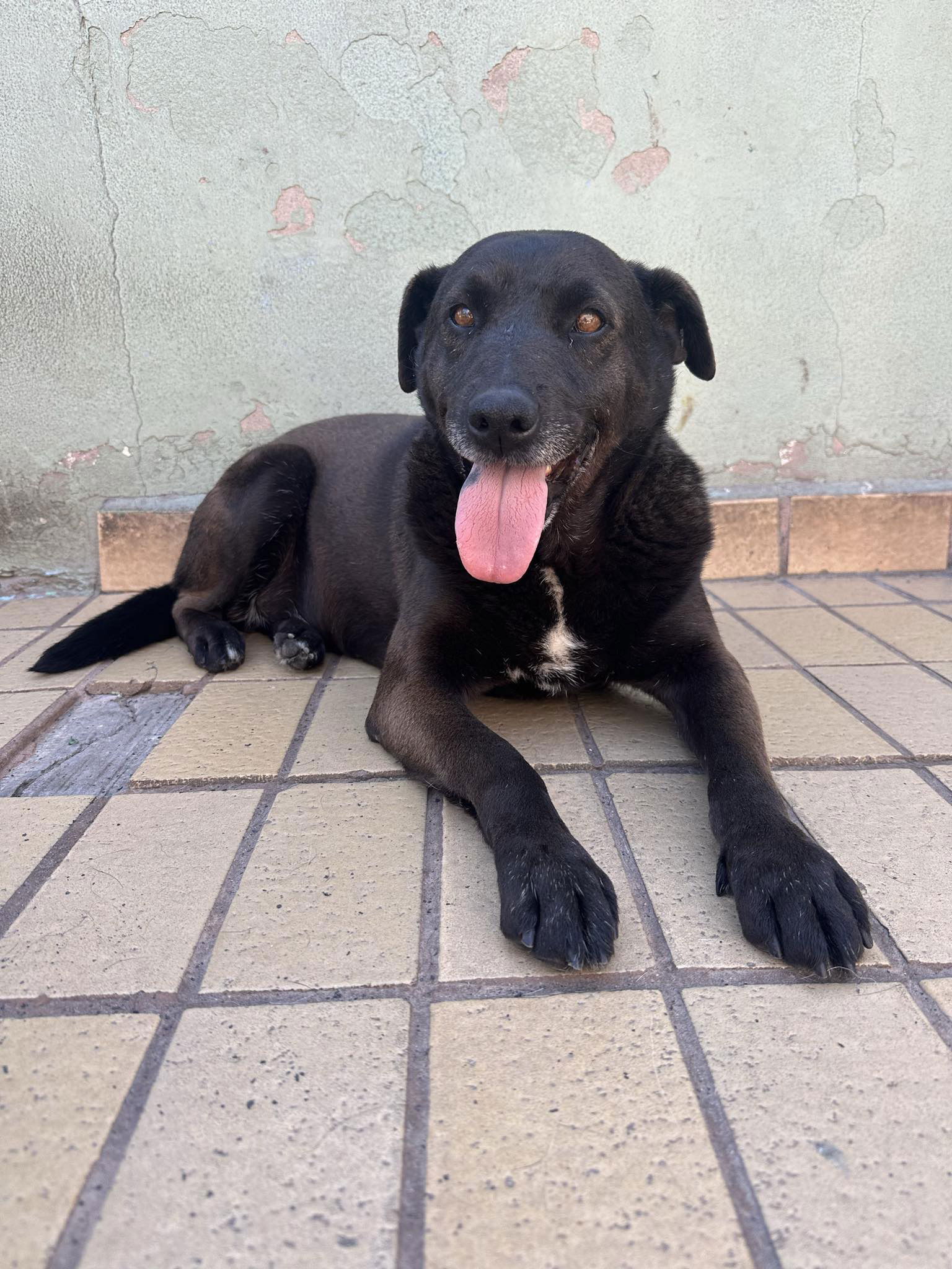 adoptable Dog in Dana Point, CA named Dixie & Bernie