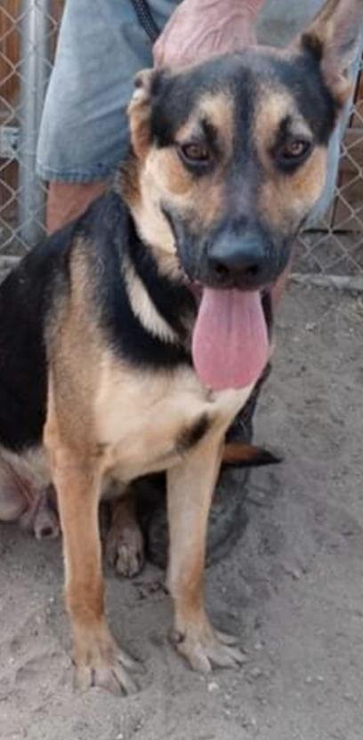 adoptable Dog in Dana Point, CA named Zeke