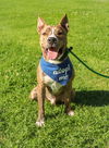 adoptable Dog in Dana Point, CA named Mason Boy