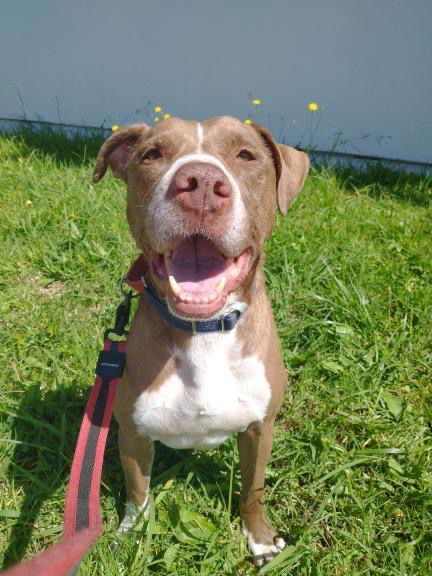 adoptable Dog in Dana Point, CA named Obi