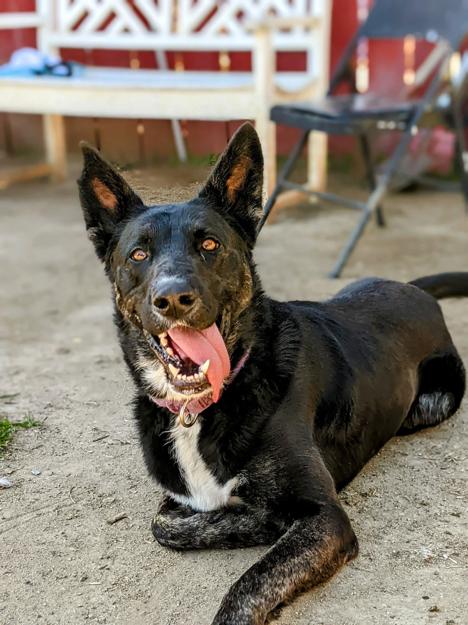 adoptable Dog in Dana Point, CA named Kassie