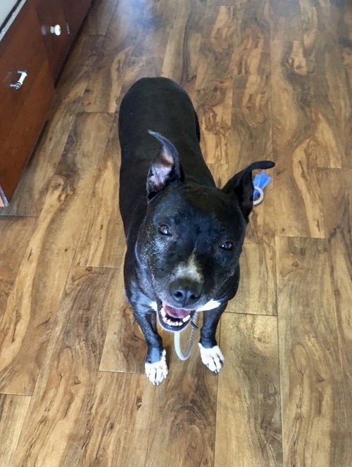 XENA GIRL - American Pit Bull Terrier / American Staffordshire Terrier available for adoption