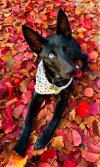 adoptable Dog in dana point, CA named Autumn