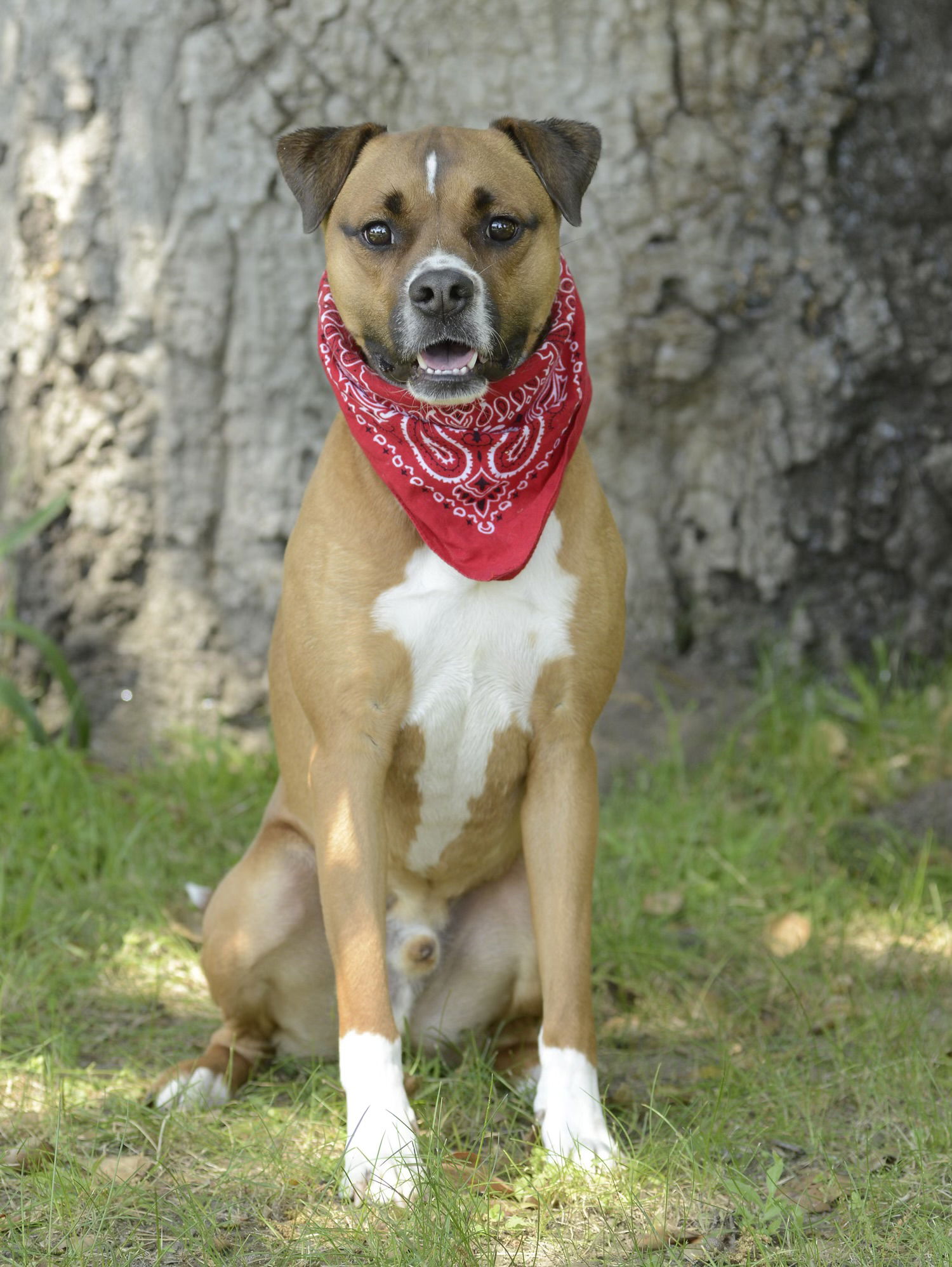 adoptable Dog in Dana Point, CA named Ranger