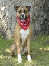 adoptable Dog in  named Ranger
