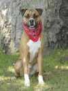 adoptable Dog in  named Ranger