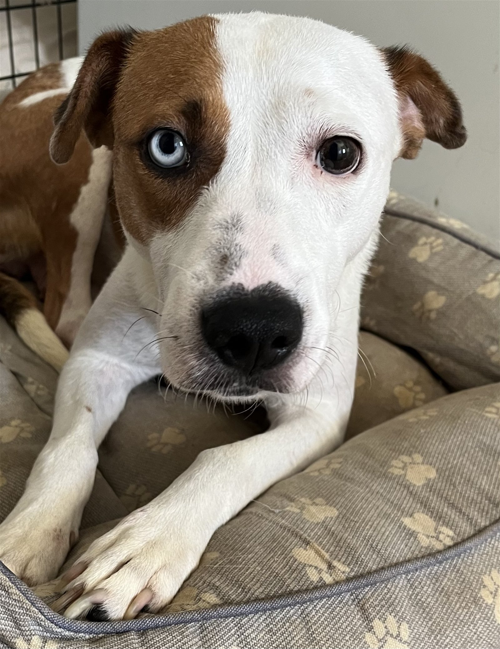 adoptable Dog in Dana Point, CA named Poppy