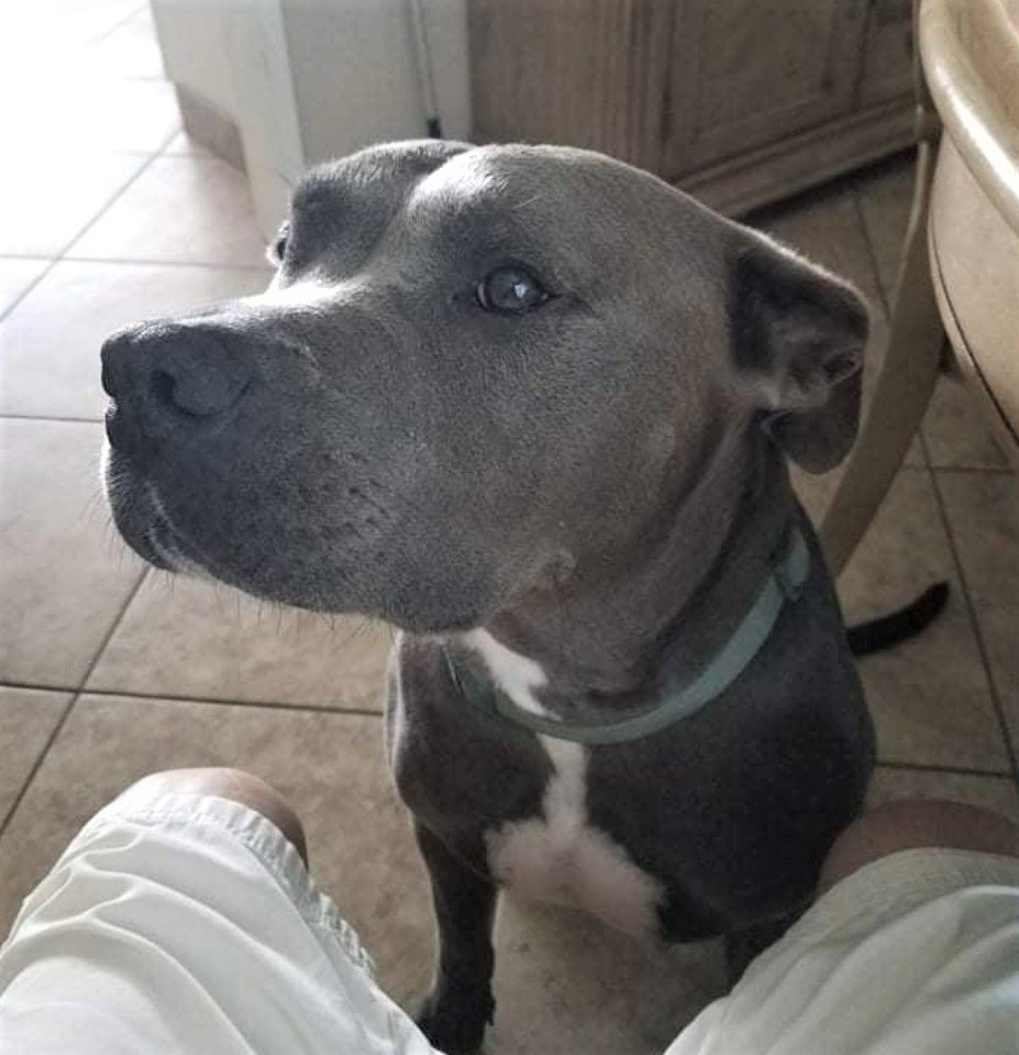 adoptable Dog in Murrieta, CA named BEAU