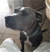 adoptable Dog in murrieta, CA named BEAU