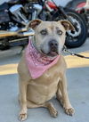 adoptable Dog in Dana Point, CA named Chyna