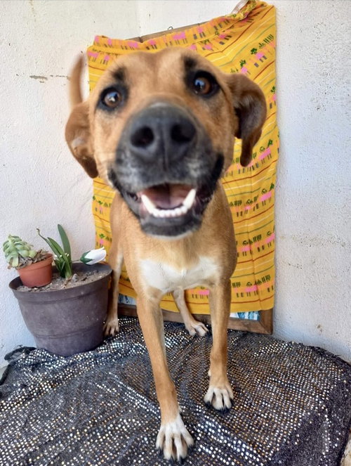 BIANCA - Boxer / Black Mouth Cur available for adoption