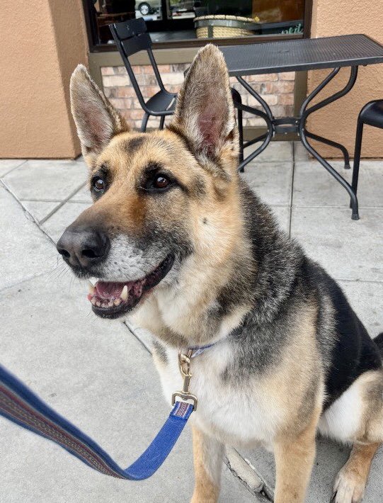 adoptable Dog in Dana Point, CA named Scout