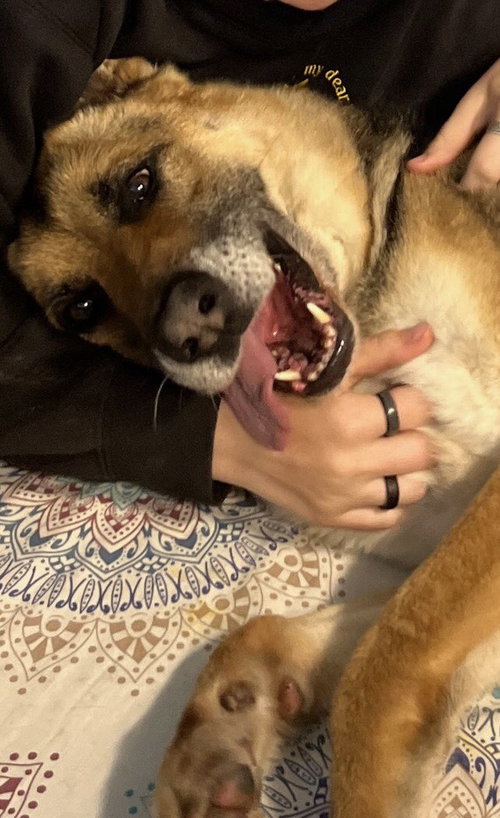 SCOUT - German Shepherd Dog available for adoption