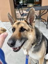Scout - Photo 4