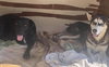 Dixie - Photo 8