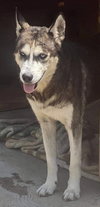 Dixie - Photo 9