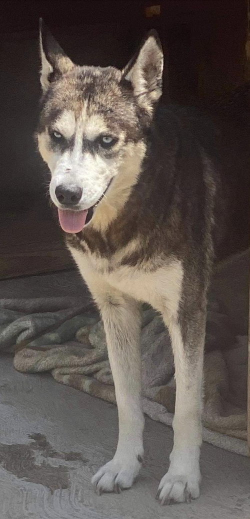 Dixie, photo 9