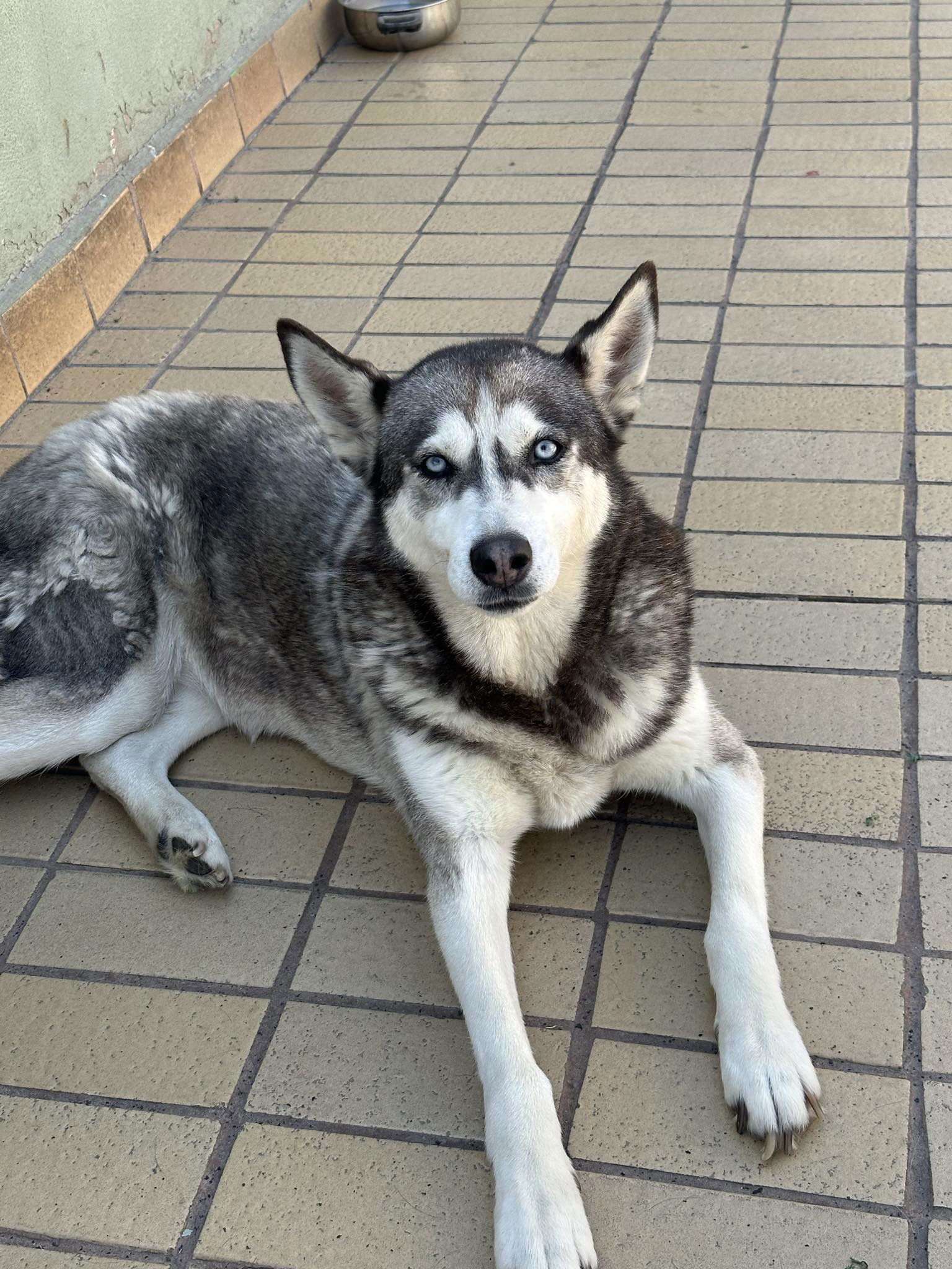 adoptable Dog in Dana Point, CA named Dixie