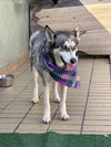 Dixie - Photo 2
