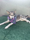 Dixie - Photo 3