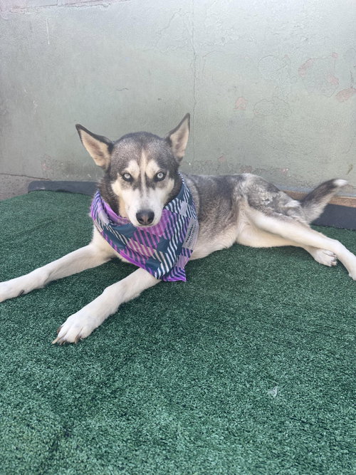 Dixie, photo 3