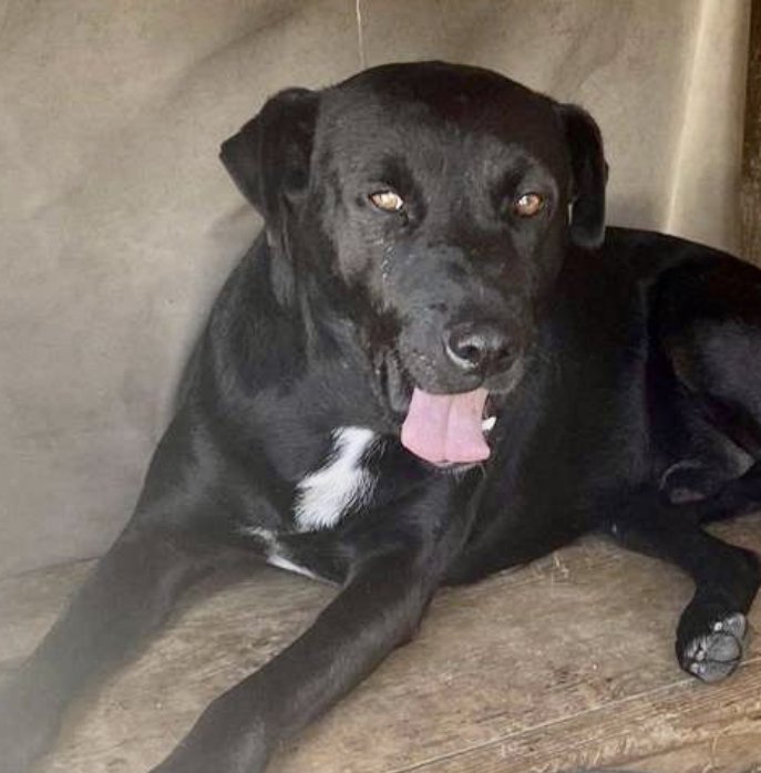 adoptable Dog in Dana Point, CA named Bernie