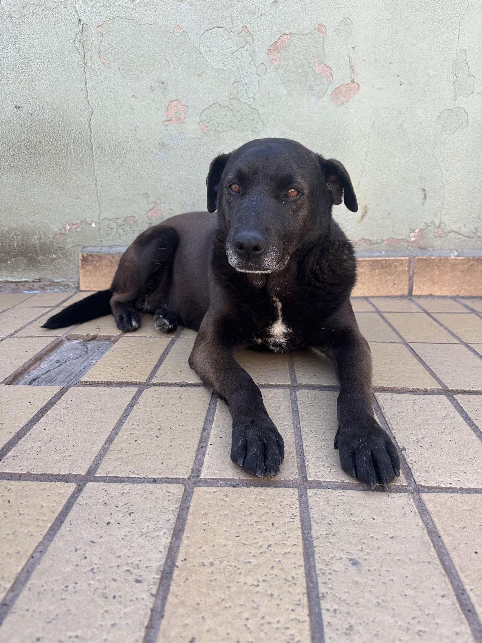 adoptable Dog in Dana Point, CA named Bernie