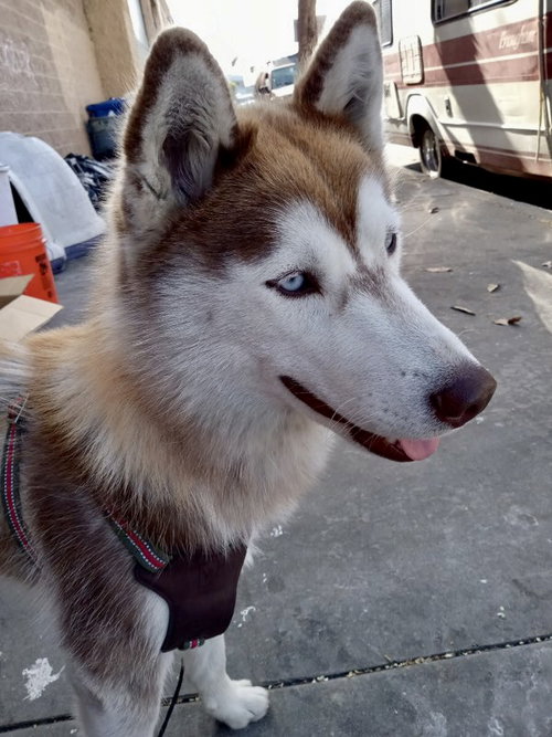 SASHA - Husky / Siberian Husky available for adoption
